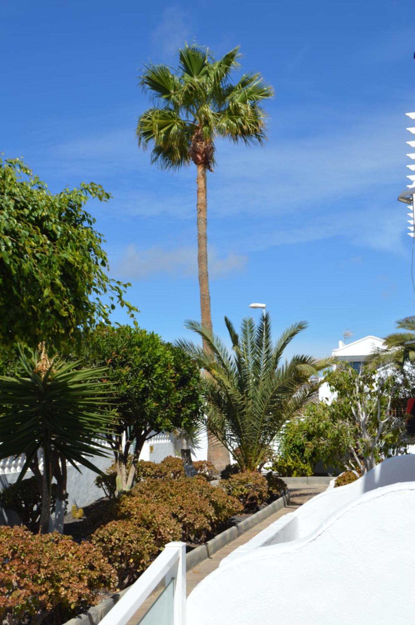 Lava Teneguia, 5 Guests In 2 Bedrooms Puerto del Carmen  Exterior foto